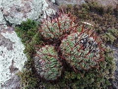 Echinofossulocactus zacatecasensis