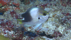Struhsaker's Chromis photo 1