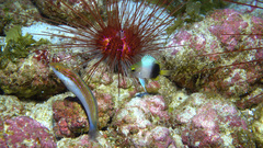 Struhsaker's Chromis photo 2