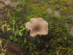 Hydropus marginellus