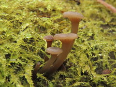 Hydropus marginellus