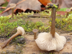 Hydropus marginellus