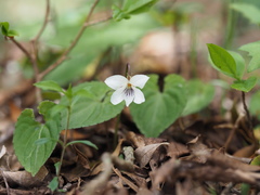 Viola shikokiana