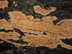 Phlebia rufa