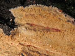 Phlebia rufa