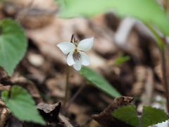 Viola shikokiana