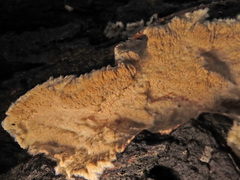 Phlebia rufa