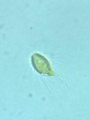 Mallomonas caudata