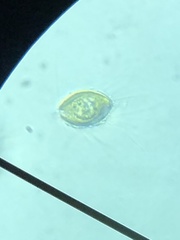 Mallomonas caudata