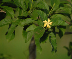 Tocoyena