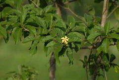 Tocoyena