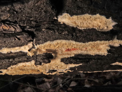 Phlebia rufa
