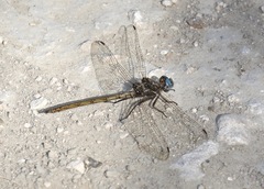 Macrothemis inacuta