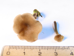 Hydropus marginellus