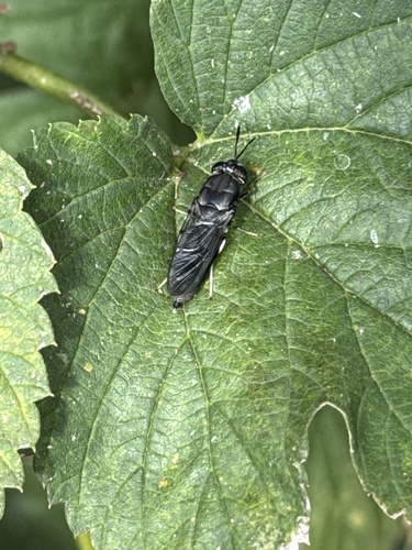Unknown species found near NE 22nd Way, Vancouver, WA, US