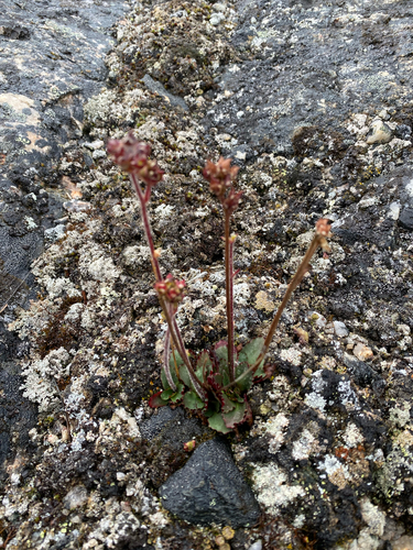 Alpine Saxifrage (Micranthes nivalis)