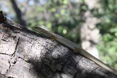 Gerrhonotus ophiurus