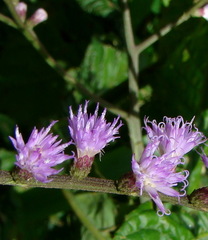 Image of Eirmocephala brachiata