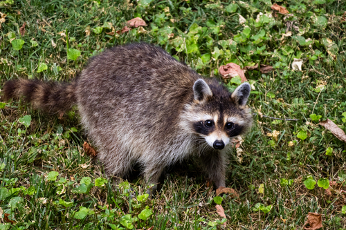 Common Raccoon photographed in Tennessee