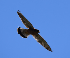 Falco tinnunculus canariensis