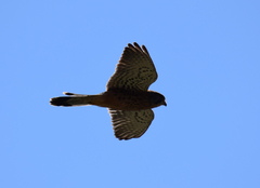 Falco tinnunculus canariensis