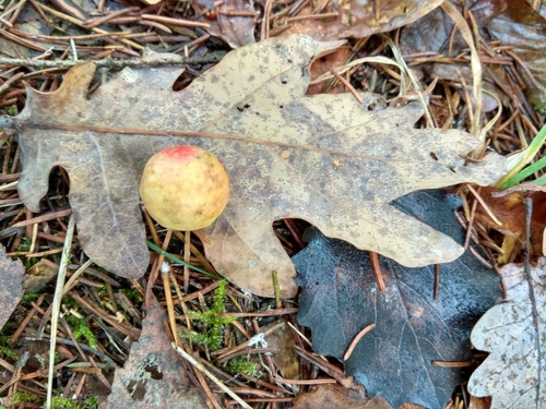 Photo of Cherry Gall Wasp (Cynips quercusfolii)