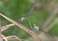 Argia translata