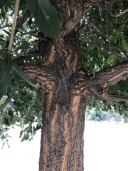 Quercus