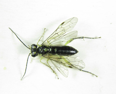 Pachyprotasis antennata