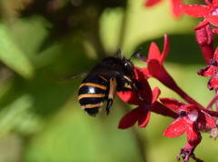 Amegilla quadrifasciata maderae