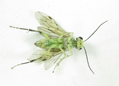 Pachyprotasis antennata