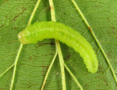 Pachyprotasis antennata