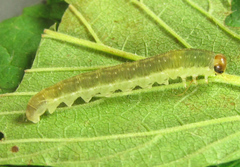 Pachyprotasis antennata