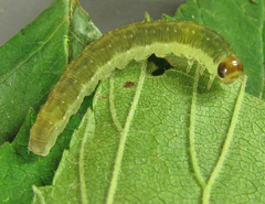 Pachyprotasis antennata