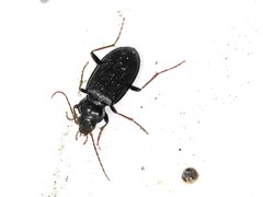 Nebria brevicollis