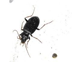 Nebria brevicollis