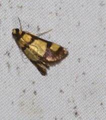 Deuterarcha xanthomela