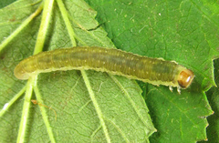 Pachyprotasis antennata