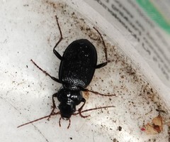 Nebria brevicollis