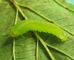 Pachyprotasis antennata