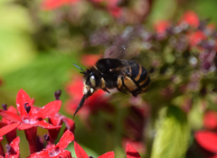 Amegilla quadrifasciata maderae