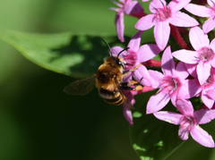 Amegilla quadrifasciata maderae