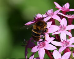 Amegilla quadrifasciata maderae