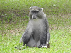 Cercopithecus mitis