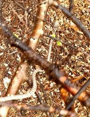 Thelotornis capensis capensis