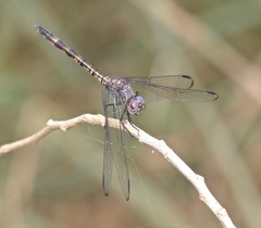Dythemis nigrescens