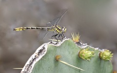 Phanogomphus militaris