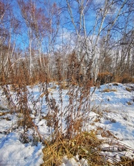 Artemisia vulgaris kamtschatica