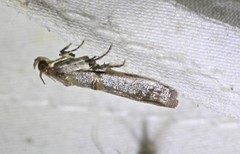 Conobathra hemichlaena