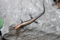 Scincella gemmingeri